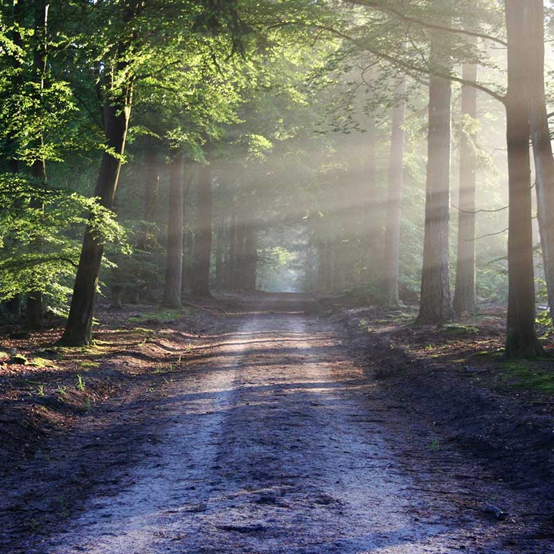 RoadFrontPage-800x800 Road Forest Front Page